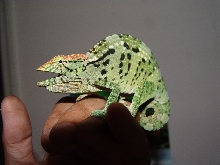 New female