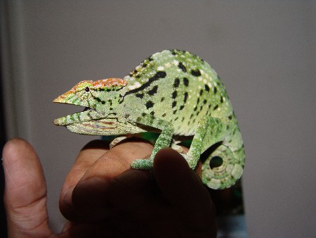 New female