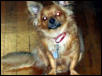 Tazz