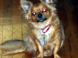Tazz