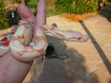 albino