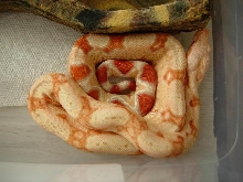 albino male