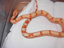 sunglow after shed