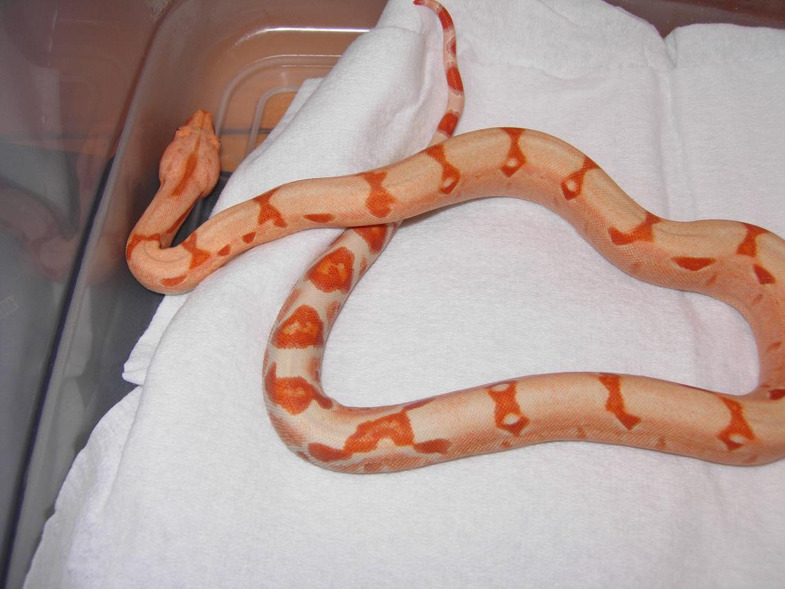 sunglow after shed