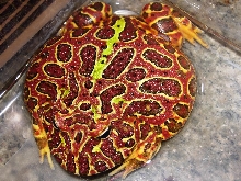 Red Ornate