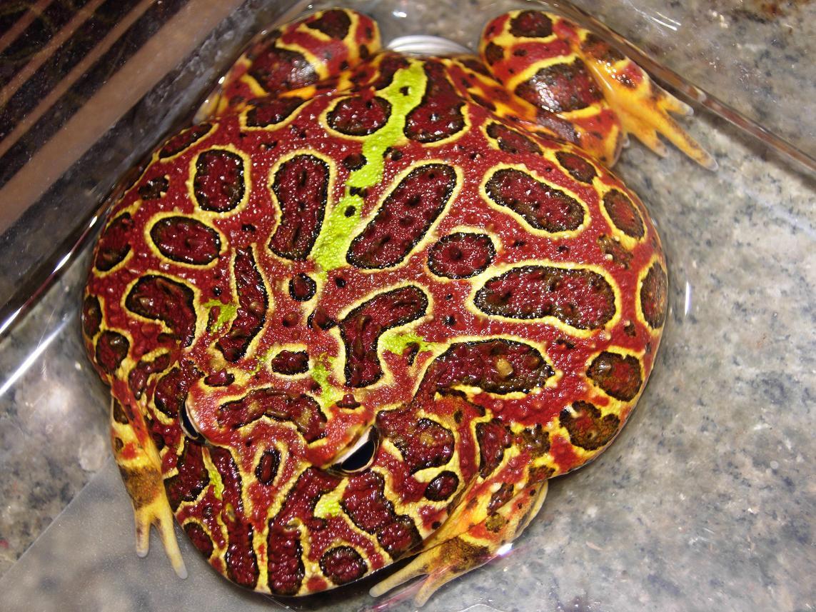 Red Ornate