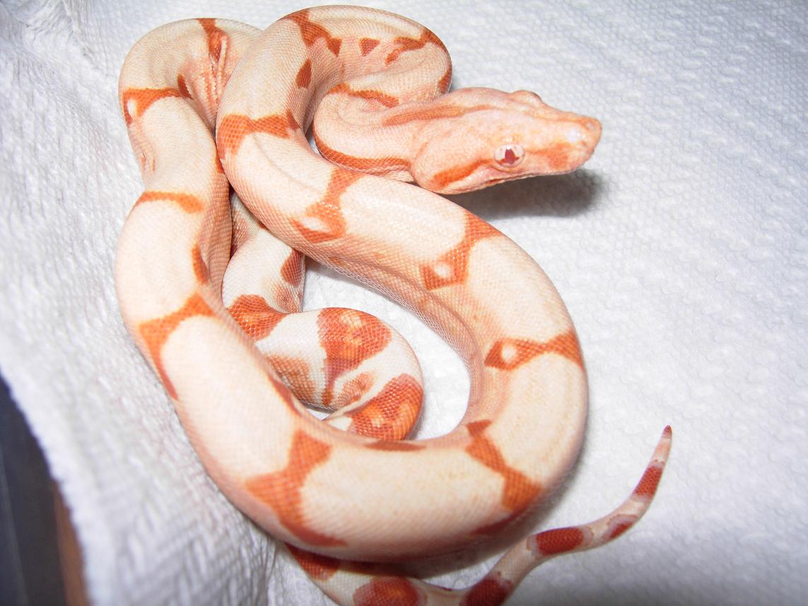 sunglow female