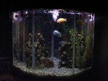 Algae Tank
