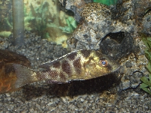 My little soldier Fish