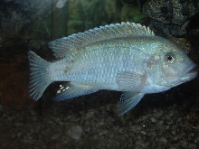 Light Blue Cichlid