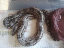 New baby boa..