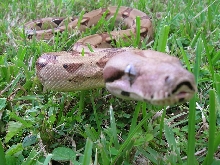 Red Tail Colombian Boa