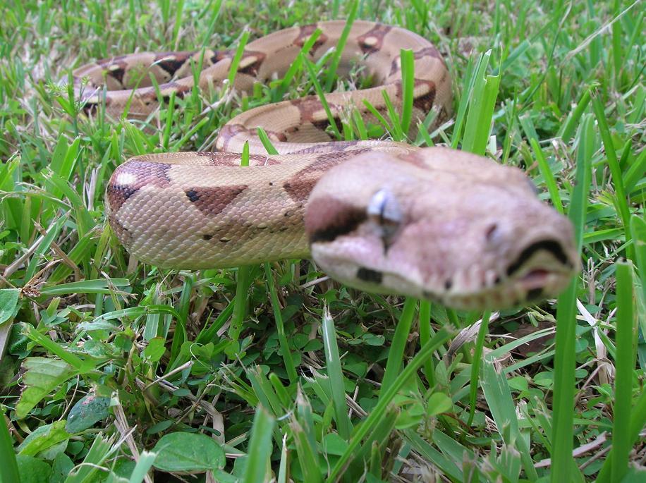 Red Tail Colombian Boa
