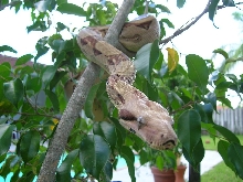 Red Tail Colombian Boa