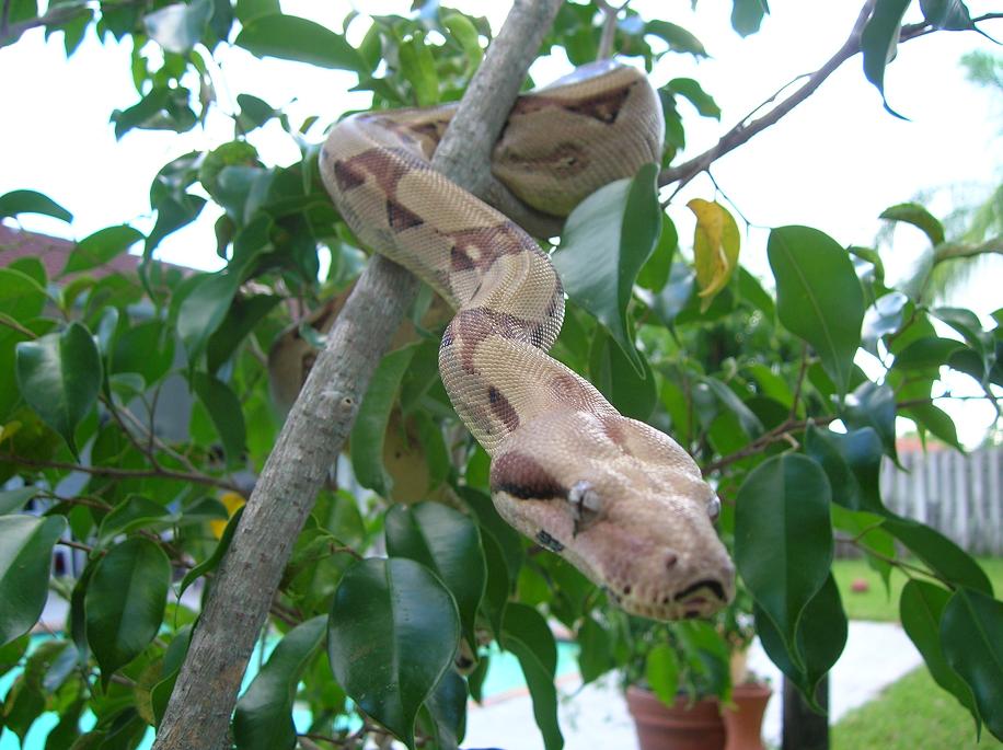 Red Tail Colombian Boa
