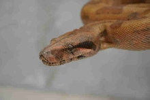 Sunset Male 2