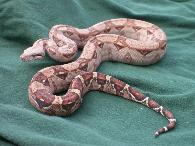 Blue Male1