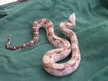 Blue Male2