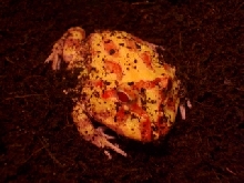 Chode the Toad
