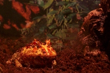 Chode the Toad
