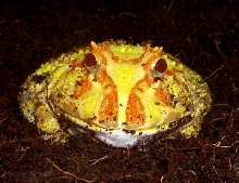 Chilling out after a meal