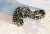 florida king