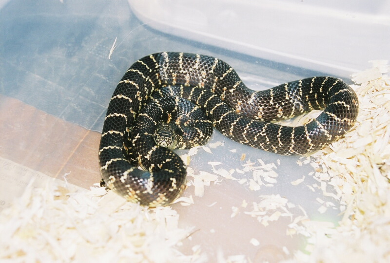 florida king