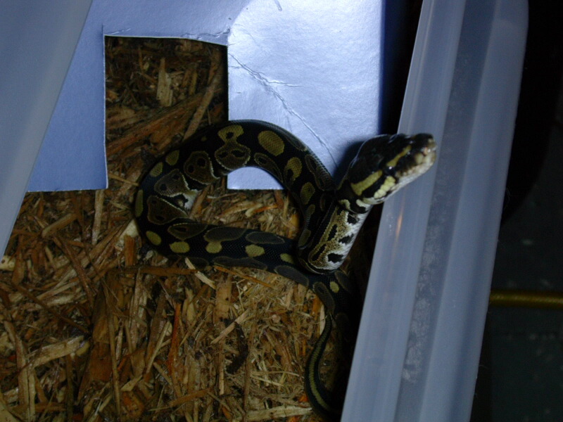 het albino ball python