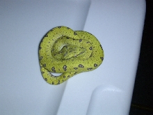 aru gtp