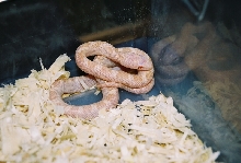 albino whitesided black rat