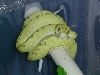 biak GTP