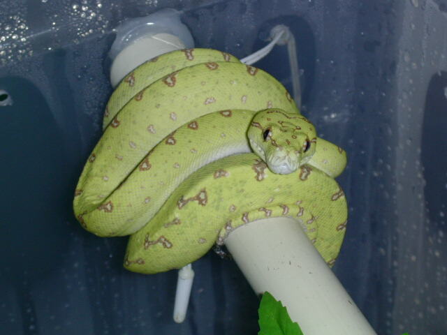 biak GTP
