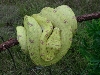 biak3