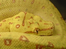 close up of my biak
