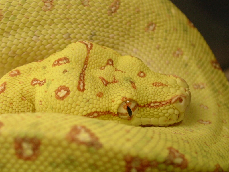 close up of my biak