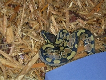 het albino ball python