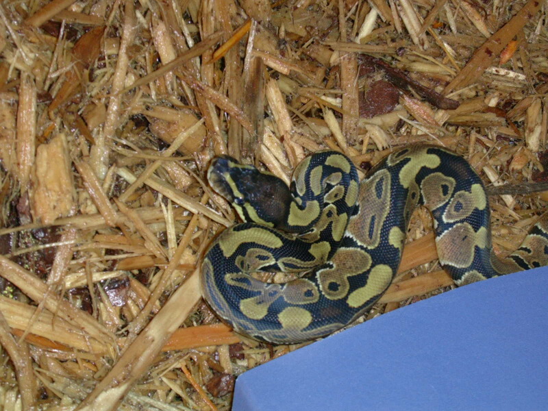 het albino ball python