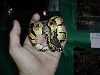 new pastel male