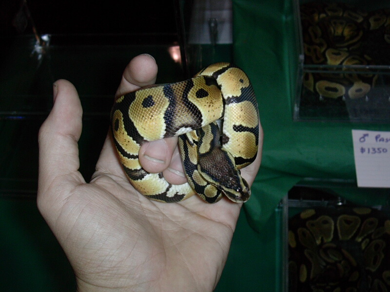 new pastel male