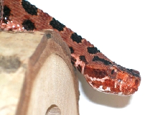 Carolina Pigmy Rattlesnake