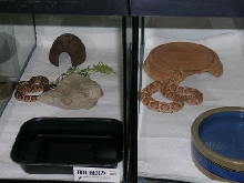 Mamushi Pair