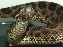 Western Massasauga Rattlesnake