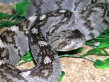 Black tail rattlesnake