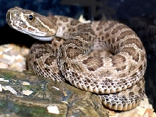 Baby Prarie Rattlesnake