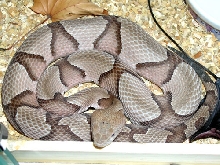 Southern Copperhead