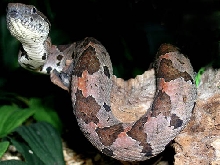 Jumping Viper