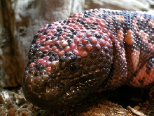Gila monster