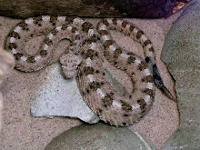 Sidewinder Rattlesnake