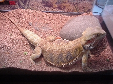 Onaga Chillin