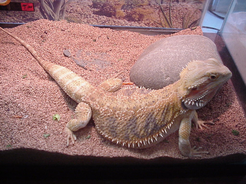 Onaga Chillin